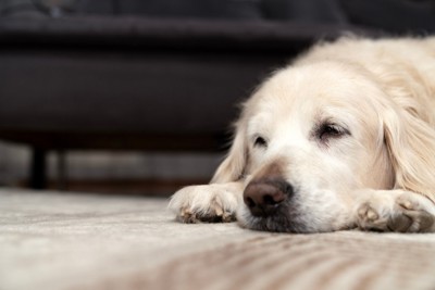 床に伏せて休んでいるシニア犬