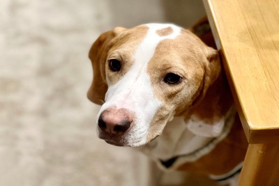 不安そうに顔を出す犬