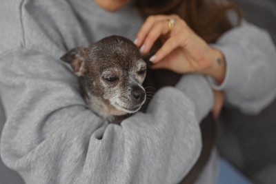 抱かれる老犬