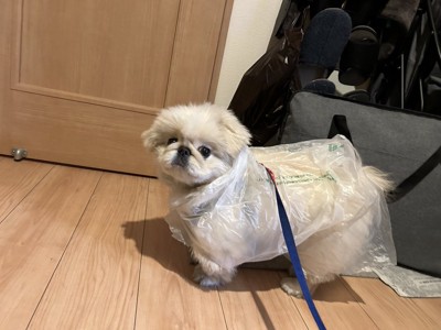 自家製