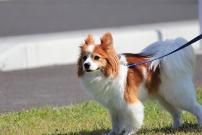 散歩中の犬