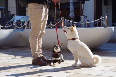 おすわりと伏せ、柴犬