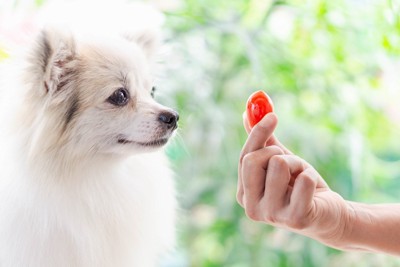 犬とミニトマト