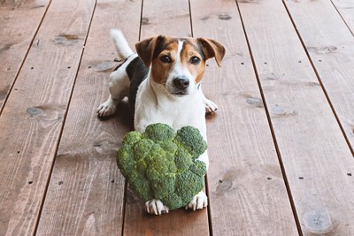 ブロッコリーと犬