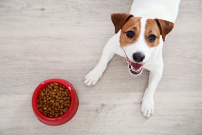 嬉しそうな表情で犬用食器の横に伏せる犬