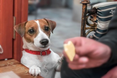 飼い主の食事をねだる犬