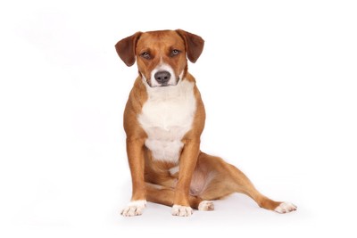 横座りする犬