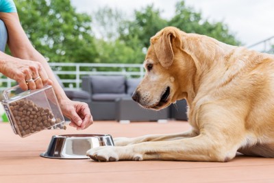 食器にフードを入れる飼い主と待つ犬