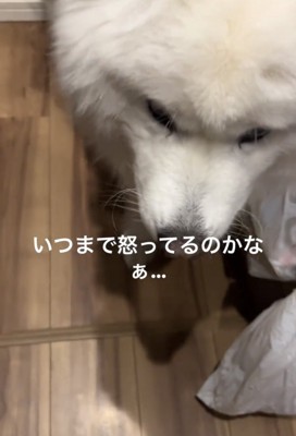 うつむく犬