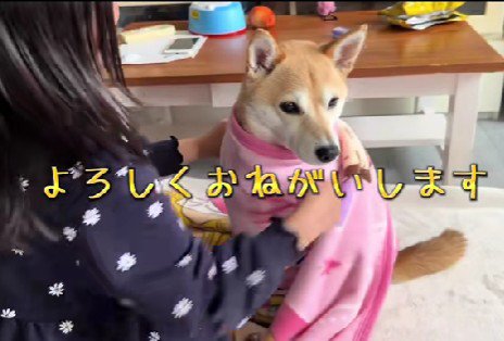 今日のお客さんは柴犬
