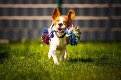 おもちゃを持って走る犬