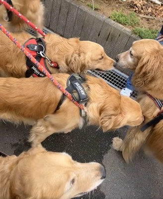 落ち着いている先輩犬