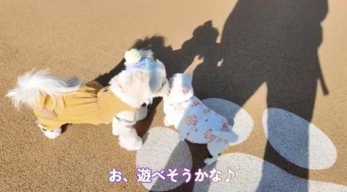 ご挨拶するルミちゃん