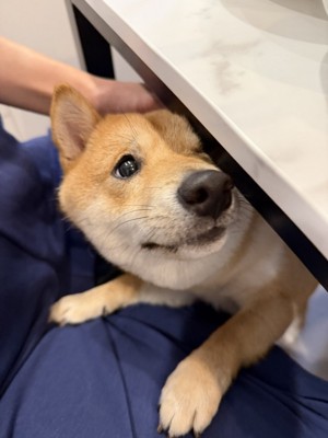 覗き込む