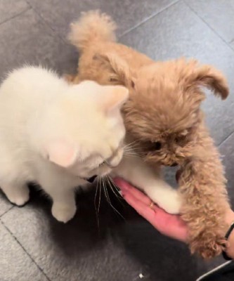 猫さんも!!