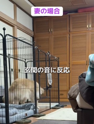 立ち上がる犬