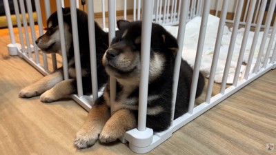 仲良く爆睡