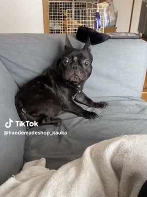 目を見開く犬
