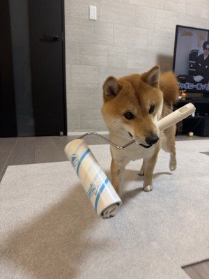 お掃除