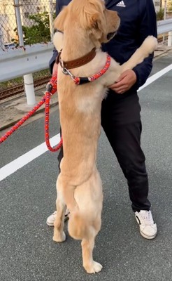抱っこしてほしいわんこ