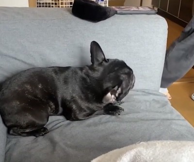 縮こまる犬