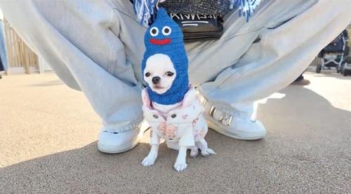 パパの足元に座るルミちゃん