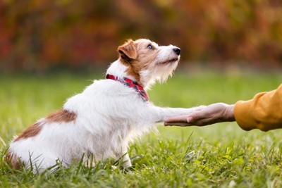 飼い主を見つめながら手をつなぐ犬