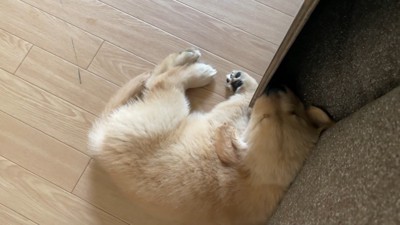 お昼寝開始
