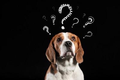 犬の頭に?マーク