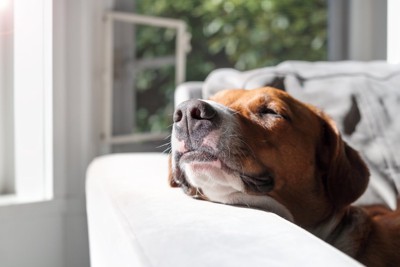 穏やかな表情でくつろぐ犬