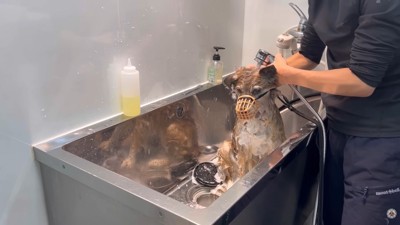 シャンプー中