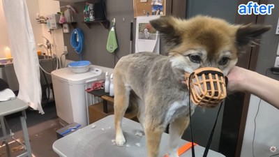 トリミング後、素敵に変身！