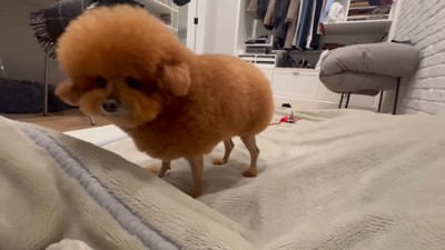 ぽん太君
