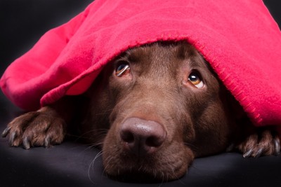 ブランケットの下に隠れている犬