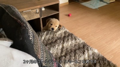 るこる君