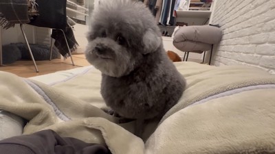 ゆず君
