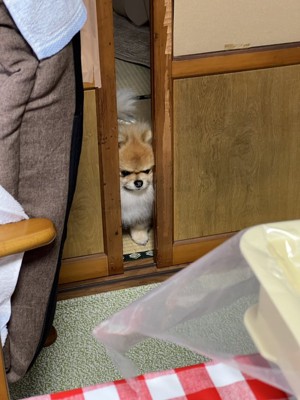 餅つき