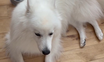 真上から見るとキツネさんに!