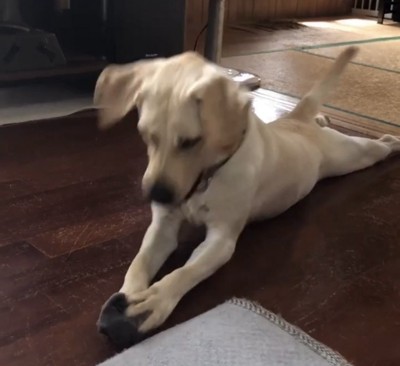 靴下を見ている犬