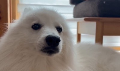 アザラシ…?