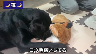 夜も仲良く過ごしているかと思いきや…