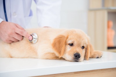聴診、子犬