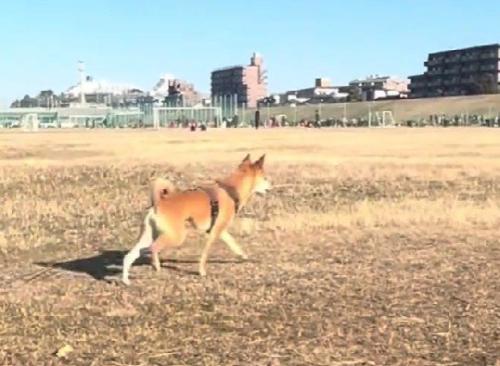 一目散に飼い主さんの元へ