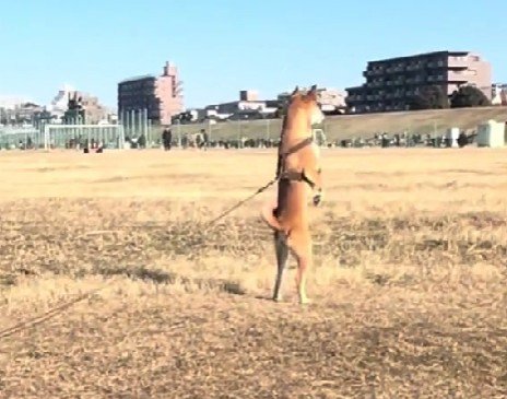 「やっぱり！おやつ持ってる！」