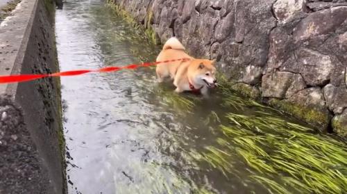 ゆっくり歩くわらびちゃん