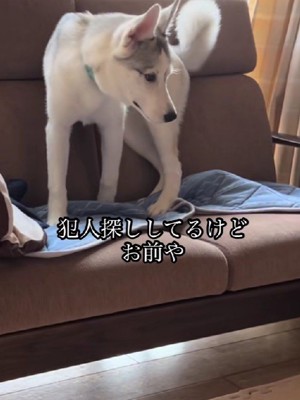 「誰がやったの…！」
