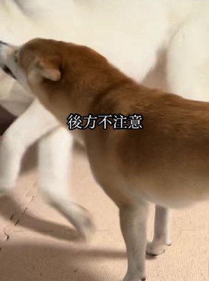 うっかり突撃しちゃった！