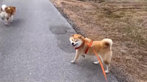 笑顔のわらびちゃん