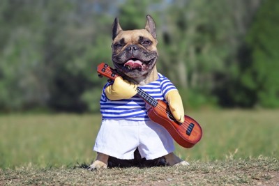 ユニークな服を着る犬