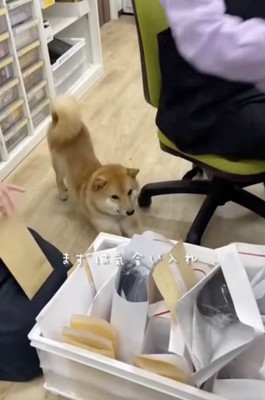 入れてこ!気合!!